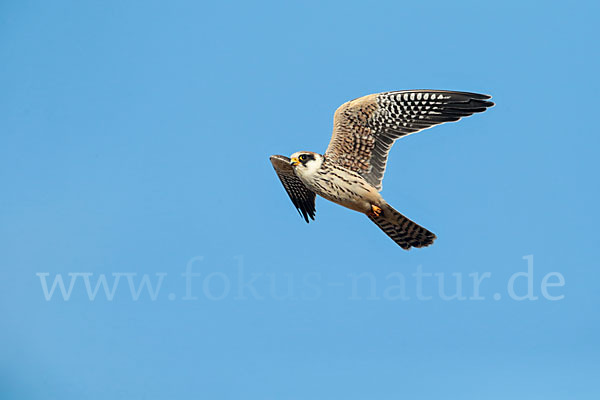 Rotfußfalke (Falco vespertinus)