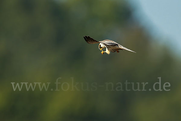 Rotfußfalke (Falco vespertinus)