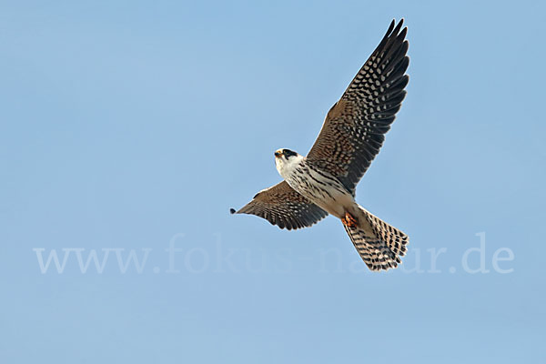 Rotfußfalke (Falco vespertinus)