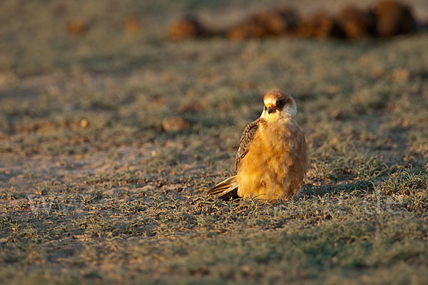 Rotfußfalke (Falco vespertinus)