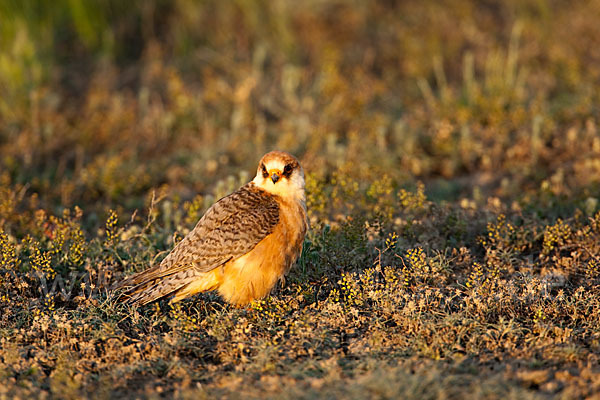 Rotfußfalke (Falco vespertinus)