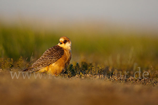 Rotfußfalke (Falco vespertinus)