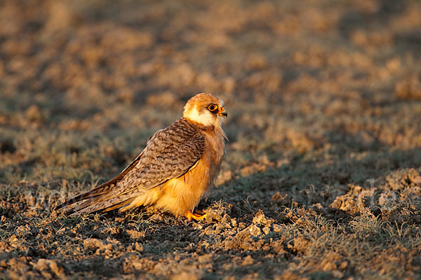 Rotfußfalke (Falco vespertinus)