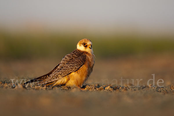 Rotfußfalke (Falco vespertinus)