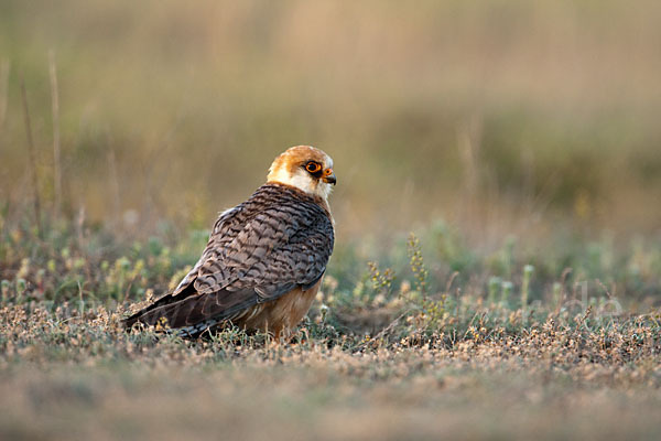 Rotfußfalke (Falco vespertinus)