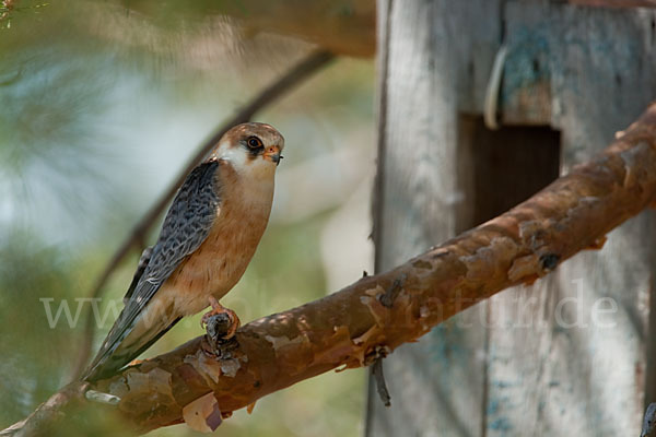 Rotfußfalke (Falco vespertinus)