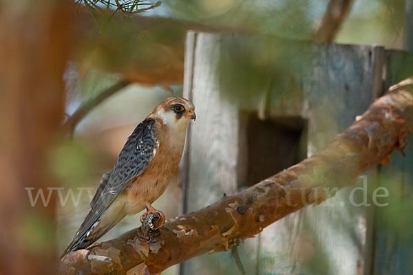 Rotfußfalke (Falco vespertinus)