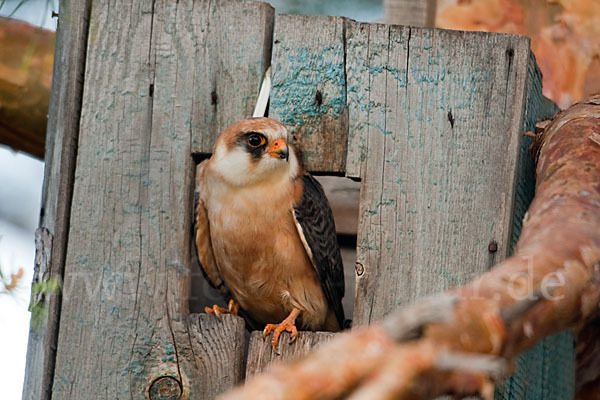 Rotfußfalke (Falco vespertinus)