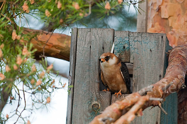 Rotfußfalke (Falco vespertinus)