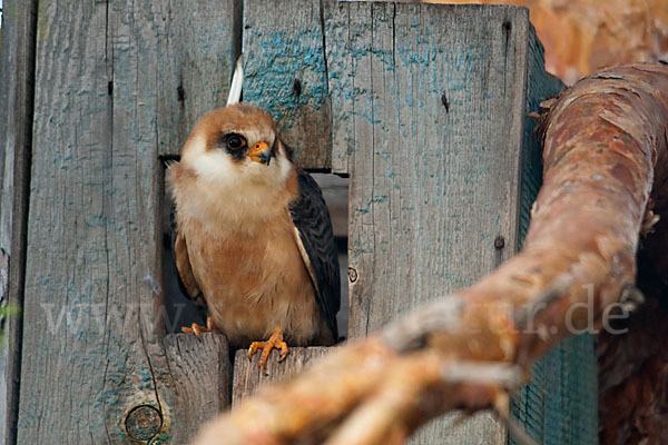 Rotfußfalke (Falco vespertinus)