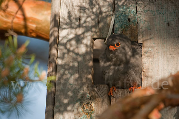 Rotfußfalke (Falco vespertinus)