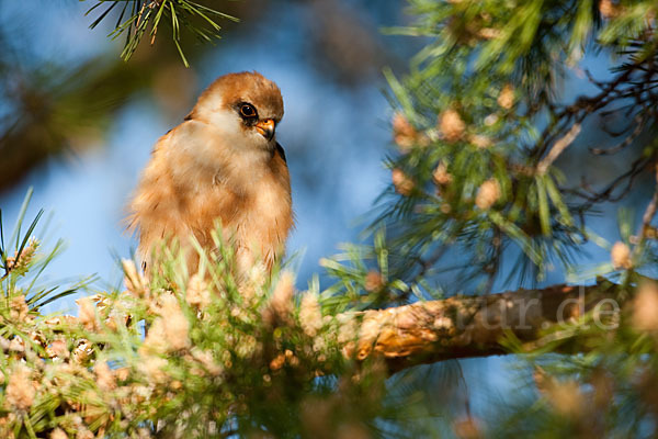 Rotfußfalke (Falco vespertinus)