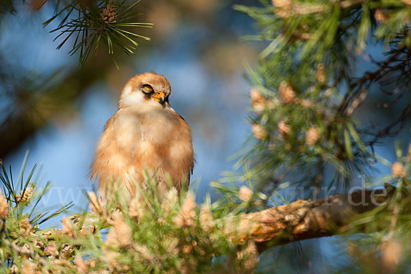 Rotfußfalke (Falco vespertinus)