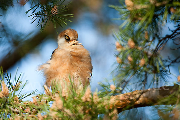 Rotfußfalke (Falco vespertinus)