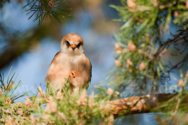 Rotfußfalke (Falco vespertinus)