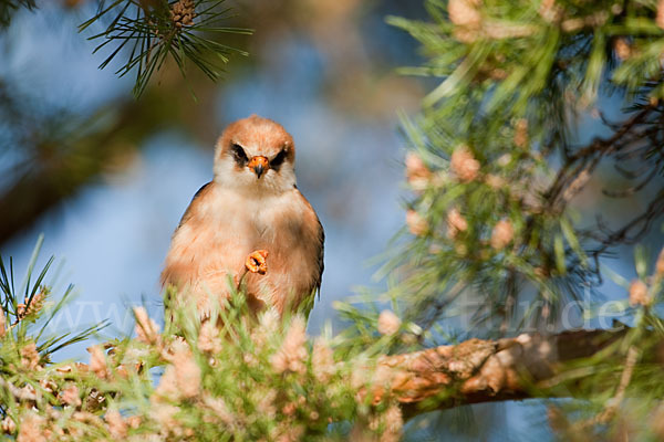 Rotfußfalke (Falco vespertinus)