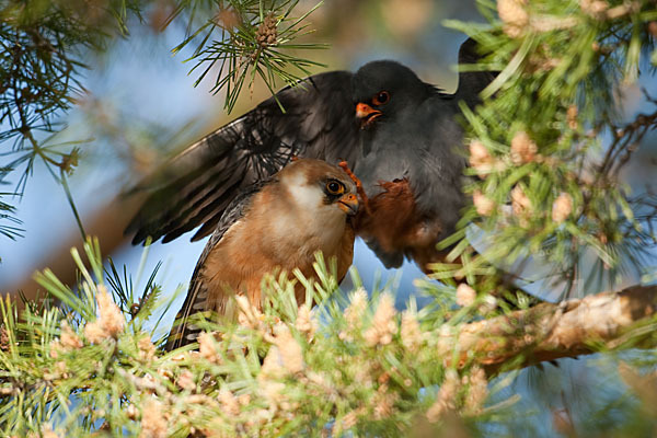 Rotfußfalke (Falco vespertinus)