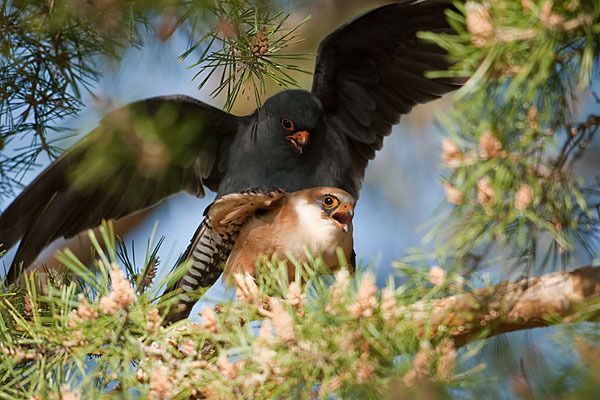 Rotfußfalke (Falco vespertinus)