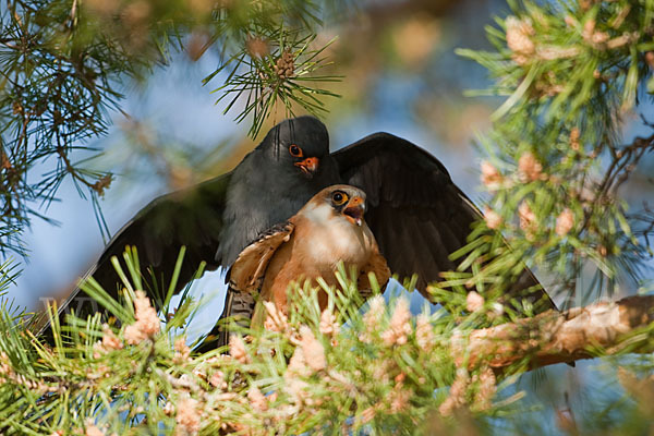 Rotfußfalke (Falco vespertinus)