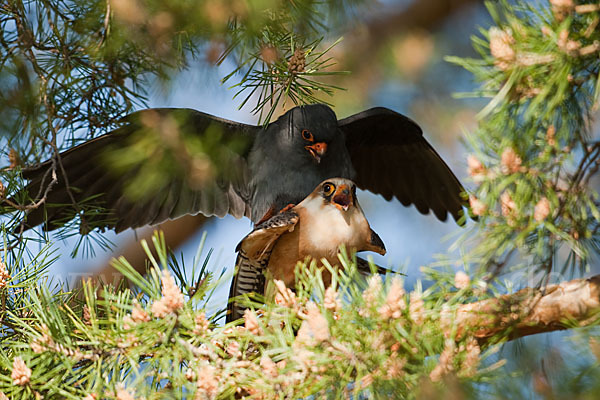 Rotfußfalke (Falco vespertinus)