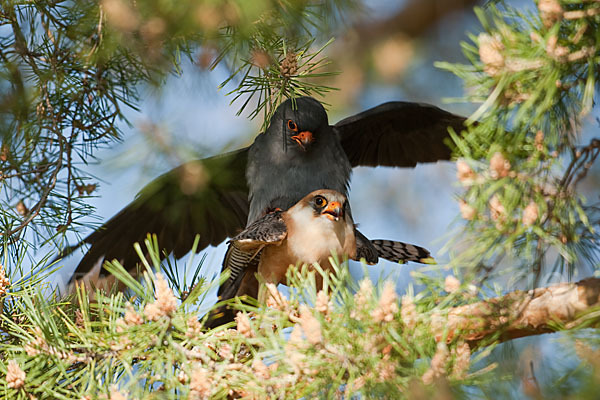 Rotfußfalke (Falco vespertinus)