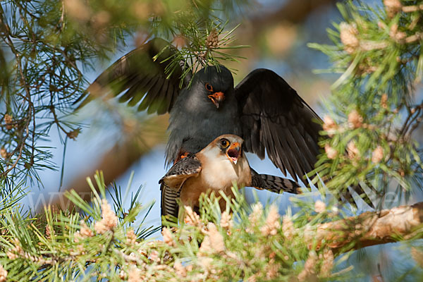 Rotfußfalke (Falco vespertinus)