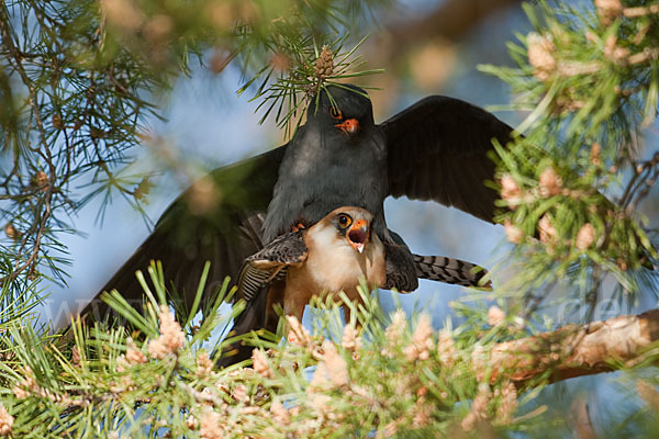 Rotfußfalke (Falco vespertinus)