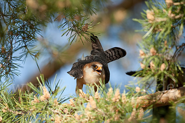 Rotfußfalke (Falco vespertinus)