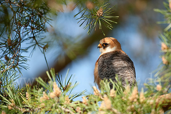 Rotfußfalke (Falco vespertinus)