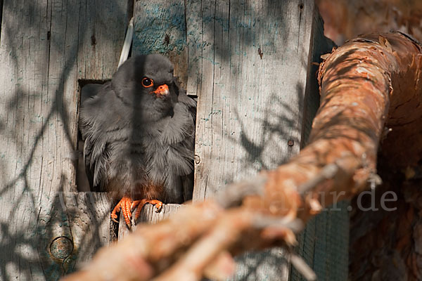 Rotfußfalke (Falco vespertinus)