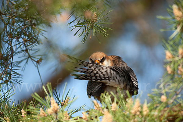 Rotfußfalke (Falco vespertinus)