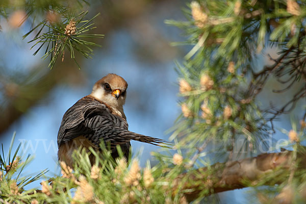 Rotfußfalke (Falco vespertinus)