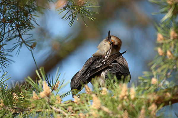 Rotfußfalke (Falco vespertinus)