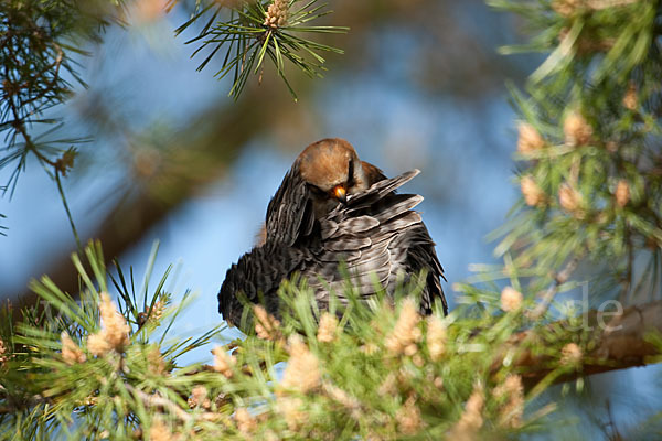 Rotfußfalke (Falco vespertinus)