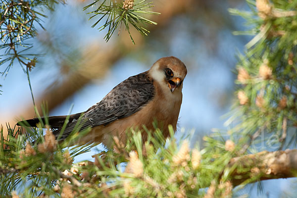 Rotfußfalke (Falco vespertinus)