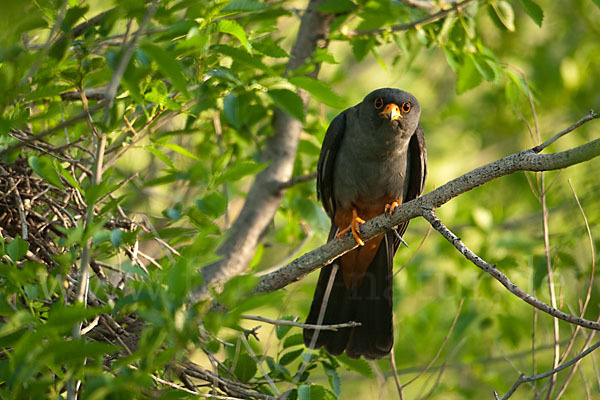 Rotfußfalke (Falco vespertinus)