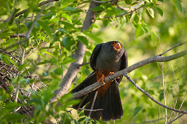 Rotfußfalke (Falco vespertinus)