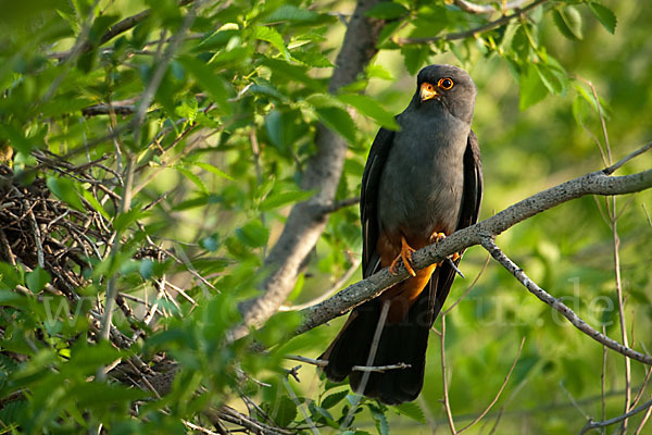 Rotfußfalke (Falco vespertinus)