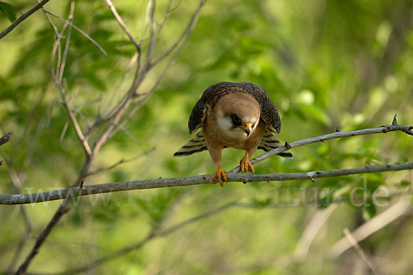 Rotfußfalke (Falco vespertinus)