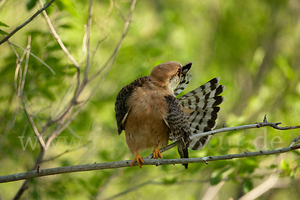 Rotfußfalke (Falco vespertinus)