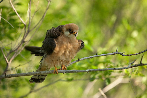 Rotfußfalke (Falco vespertinus)