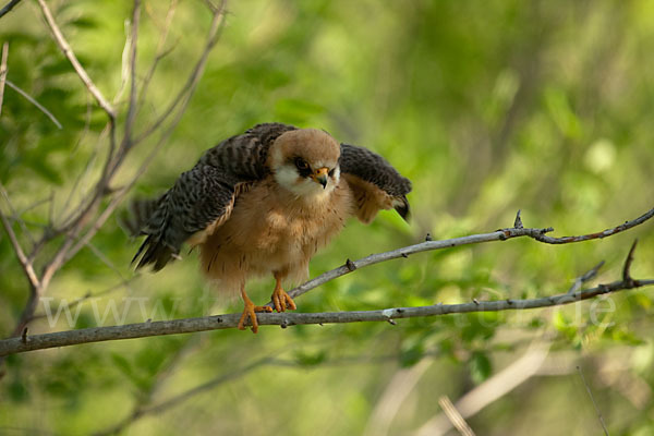 Rotfußfalke (Falco vespertinus)