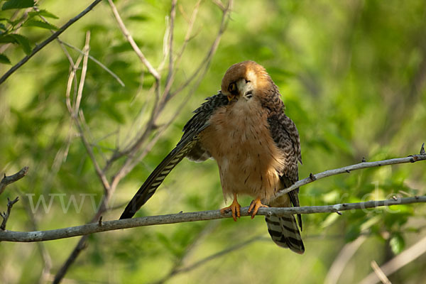 Rotfußfalke (Falco vespertinus)