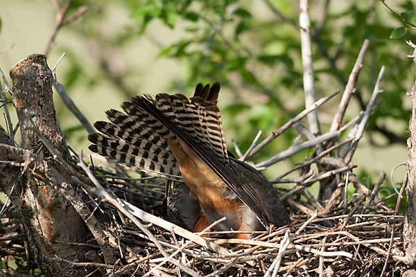 Rotfußfalke (Falco vespertinus)