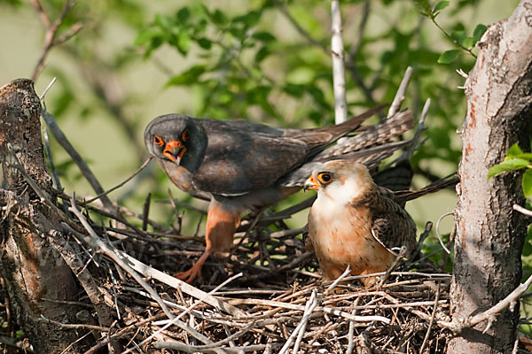 Rotfußfalke (Falco vespertinus)