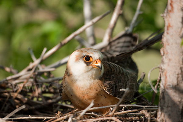 Rotfußfalke (Falco vespertinus)