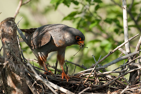 Rotfußfalke (Falco vespertinus)