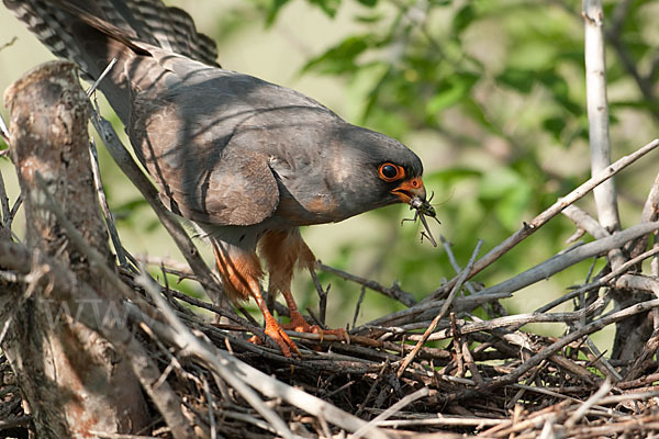 Rotfußfalke (Falco vespertinus)