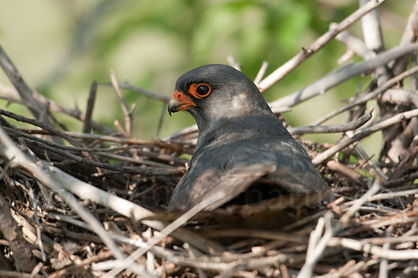 Rotfußfalke (Falco vespertinus)