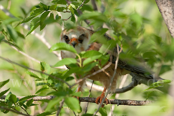 Rotfußfalke (Falco vespertinus)